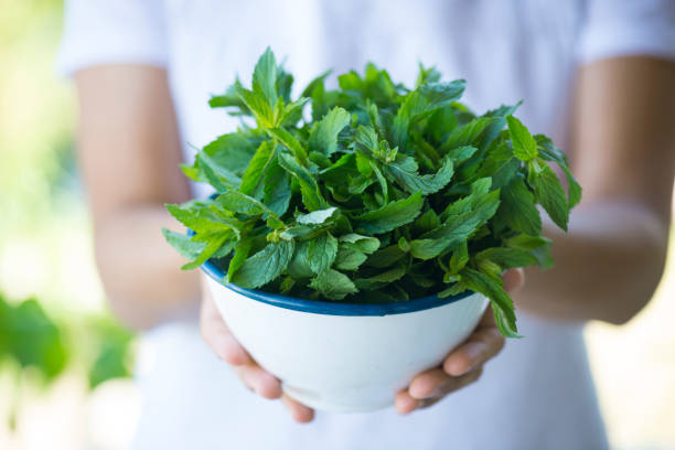 The Amazing Benefits of Mint in Your Garden