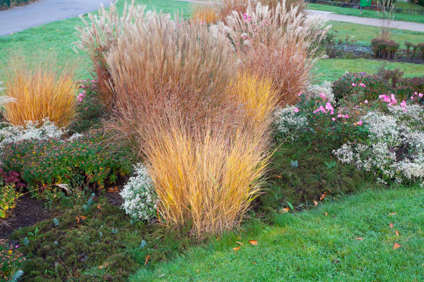 Ornamental Grasses: Adding Beauty and Texture to Your Garden