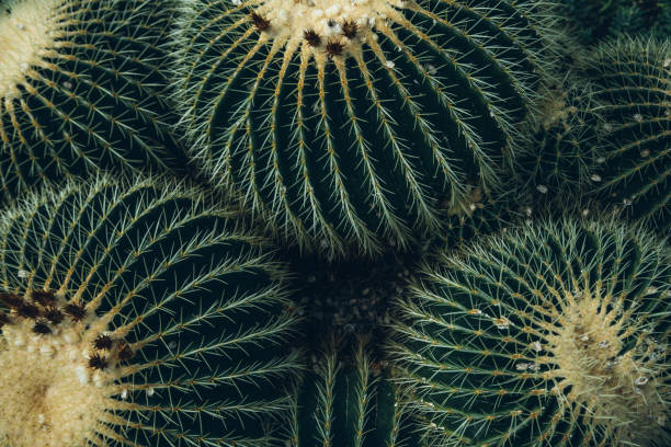 Choosing the Right Cactus Soil: Tips for Success