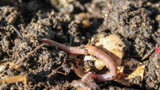 What to Feed Your Worms: A Guide to Vermicomposting