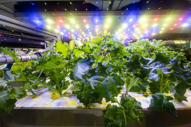 Growing Plants with LEDs: The Future of Indoor Gardening