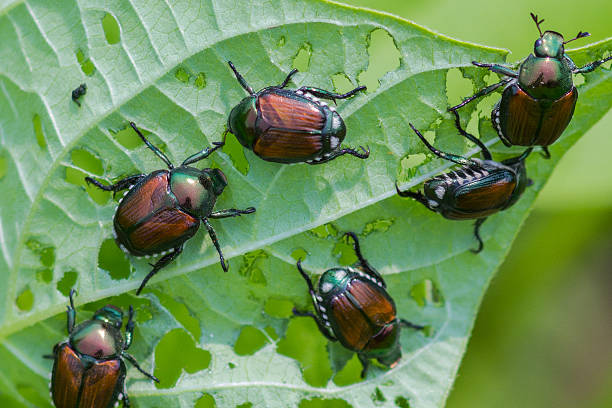 How to Get Rid of Japanese Beetles: Effective Strategies