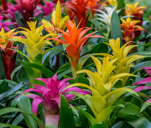 Exploring the Beauty of Bromeliads in Your Garden