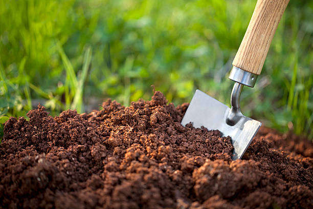 Best Shovel: Essential Tools for Every Gardener