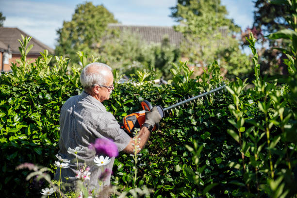 Best Hedge Trimmer: Trimming Hedges with Precision