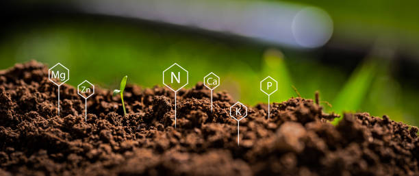 Best Soil Test Kit: Ensuring Healthy Soil for Your Plants