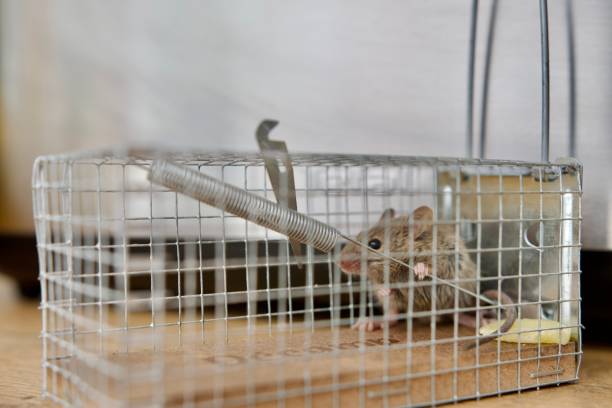Best Mouse Trap: Effective Solutions for Pest Control