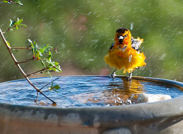 Heated Bird Bath: Providing Warmth and Comfort for Birds