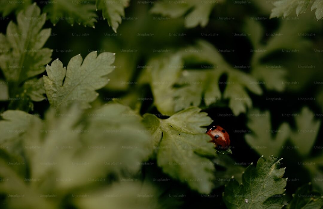 10 Beneficial Insects for Your Garden and How to Attract Them - gardening guide by Planters Realm