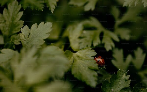 10 Beneficial Insects for Your Garden and How to Attract Them - gardening guide by Planters Realm