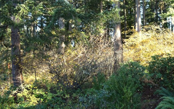 10 Ways to Spend Less Time Weeding Your Garden