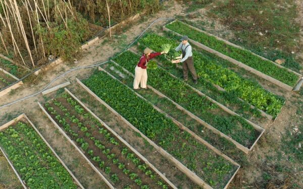 11 Vegetable Garden Layout Plans to Try This Year - gardening guide by Planters Realm