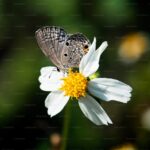 13 Native Wildflowers That Support Pollinators in Every Region