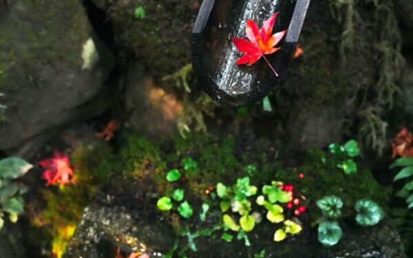 15 Best Flowers to Plant in Fall for Spring Blooms