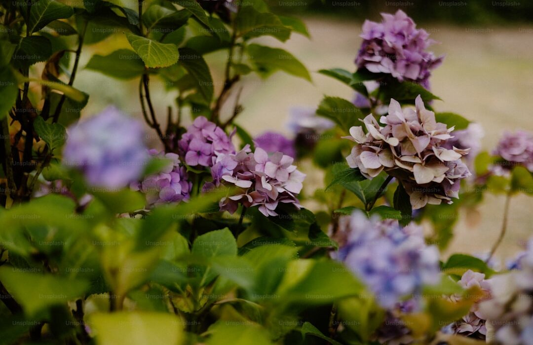 15 Blue Flowers for Cool Garden Tones - gardening guide by Planters Realm