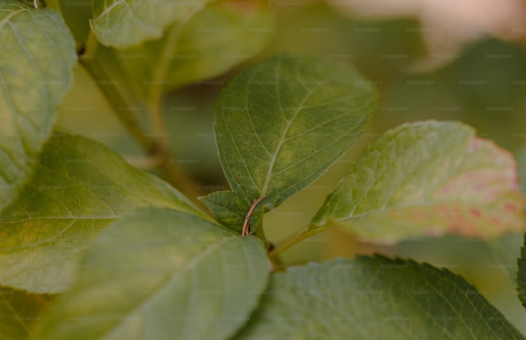 15 Herbs That Repel Mosquitoes and Other Bugs