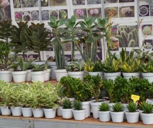 15 Rare Houseplants Worth Adding to Your Collection