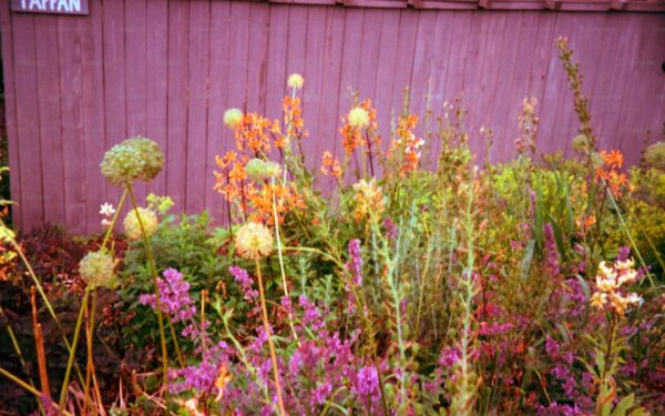 19 Purple Flowers for Bold Garden Color - gardening guide by Planters Realm