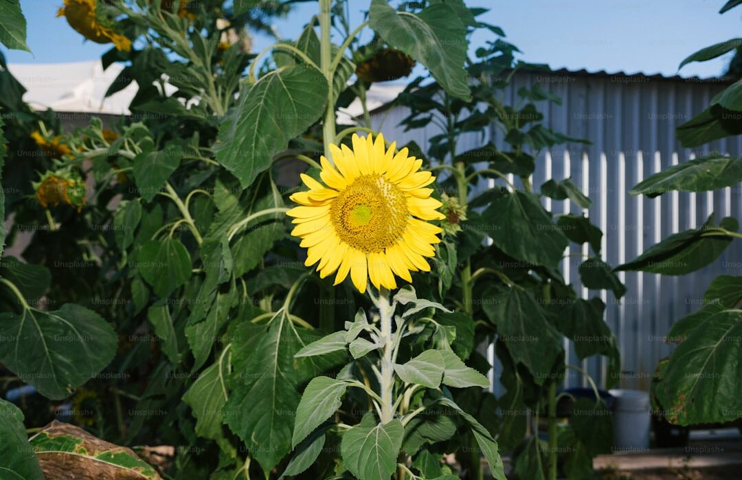 23 Yellow Flowers for Sunny Garden Spaces - gardening guide by Planters Realm