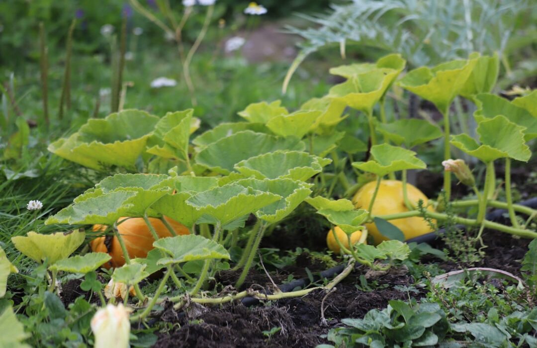 31 Easy-to-Grow Vegetables for First-Time Gardeners