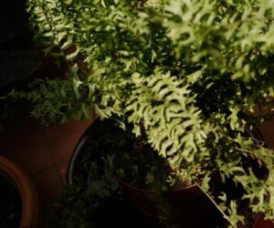 5 Herbs That Grow in Water: No Soil Required