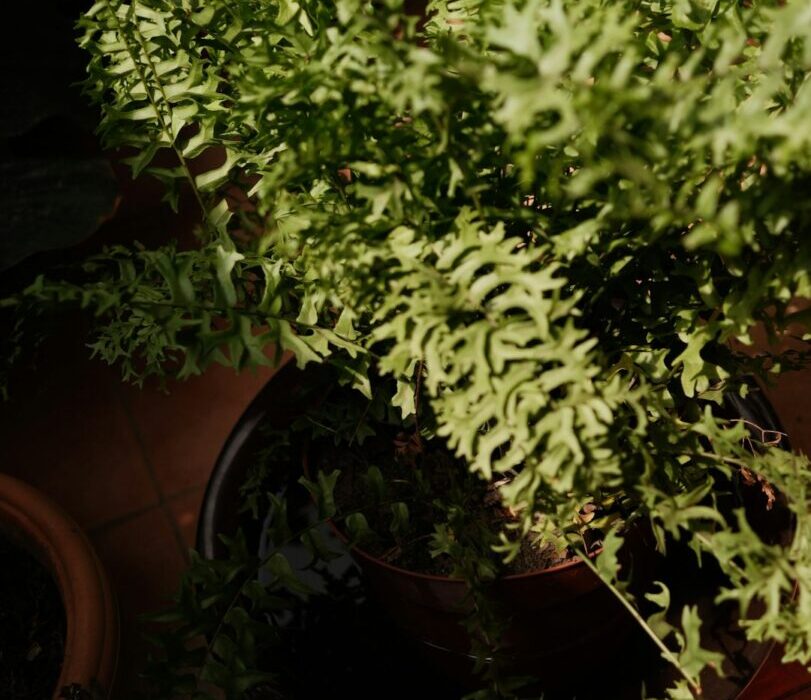 5 Herbs That Grow in Water: No Soil Required