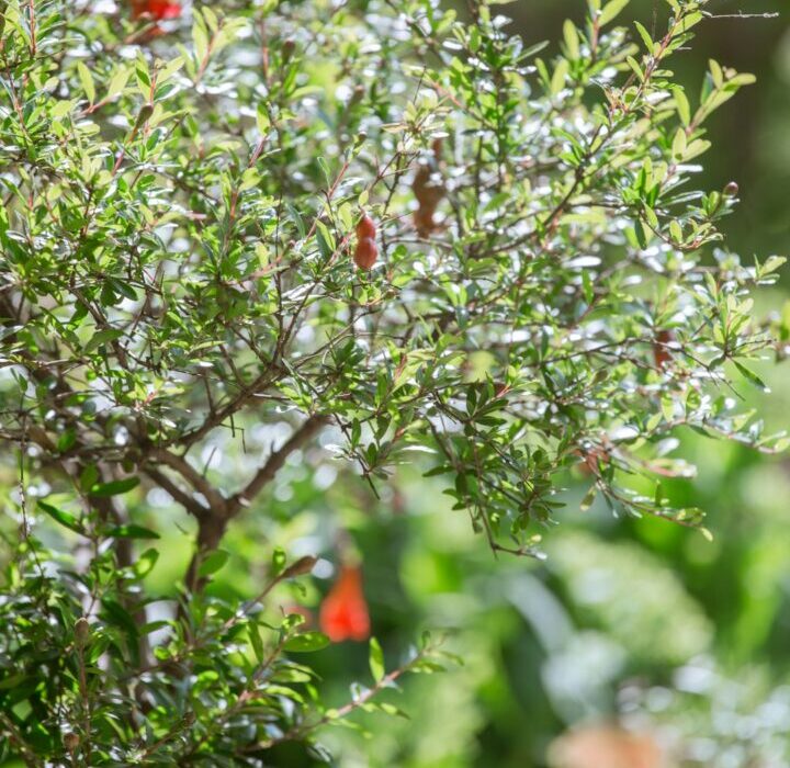 7 Low-Maintenance Fruit Trees That Almost Grow Themselves