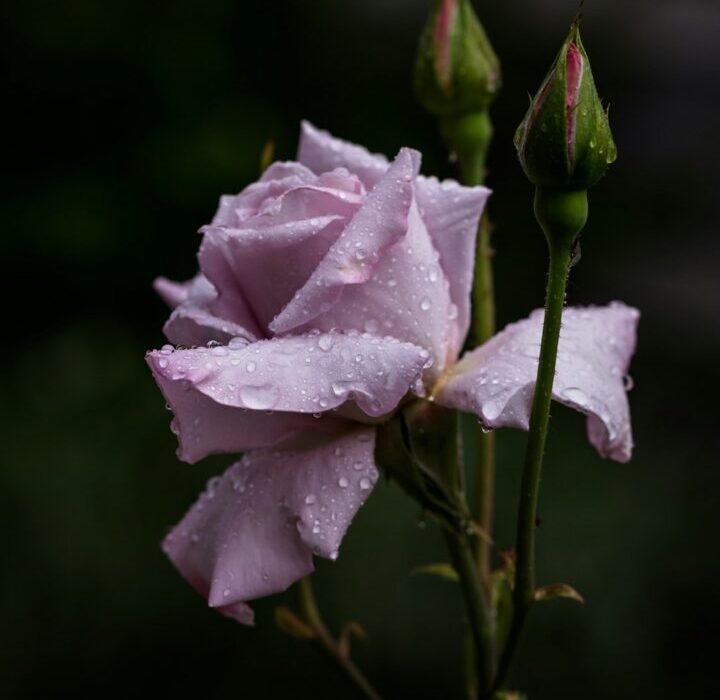 9 Fragrant Flowers That Make Your Garden Smell Amazing
