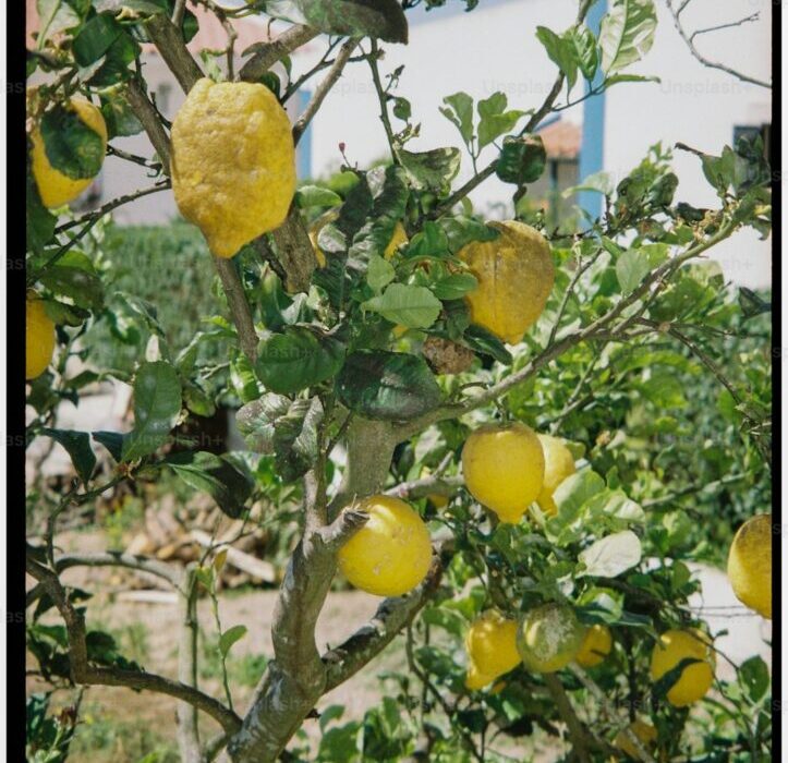 9 Tropical Fruits You Can Grow in Containers