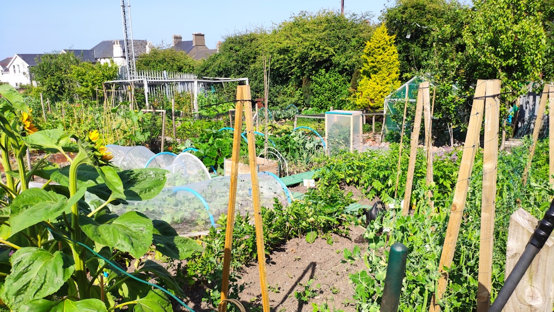 9 Vegetables That Grow Better in Raised Beds