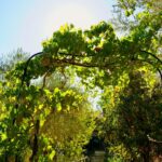 Annual Vines for Quick Summer Coverage