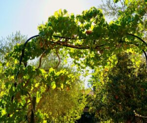 Annual Vines for Quick Summer Coverage