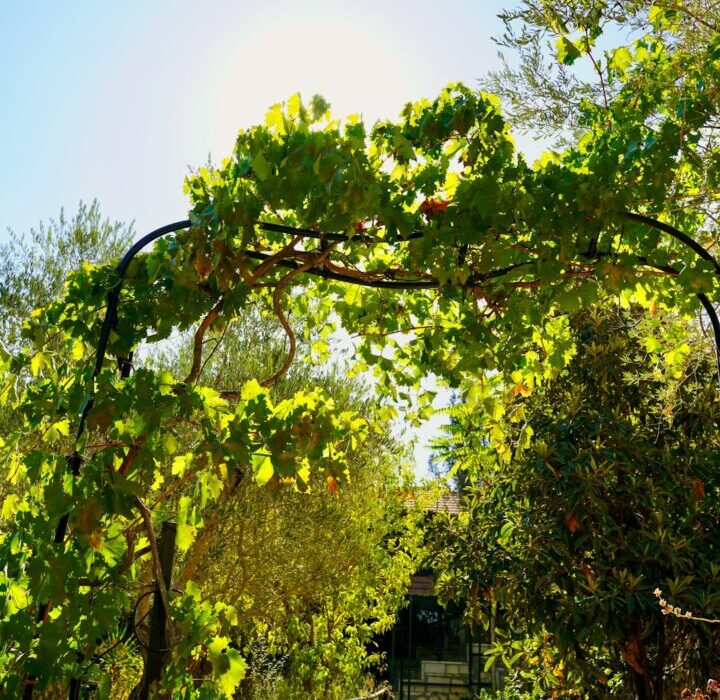 Annual Vines for Quick Summer Coverage