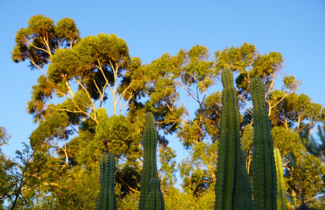 Architectural Plants: Structural Specimens for Garden Focal Points