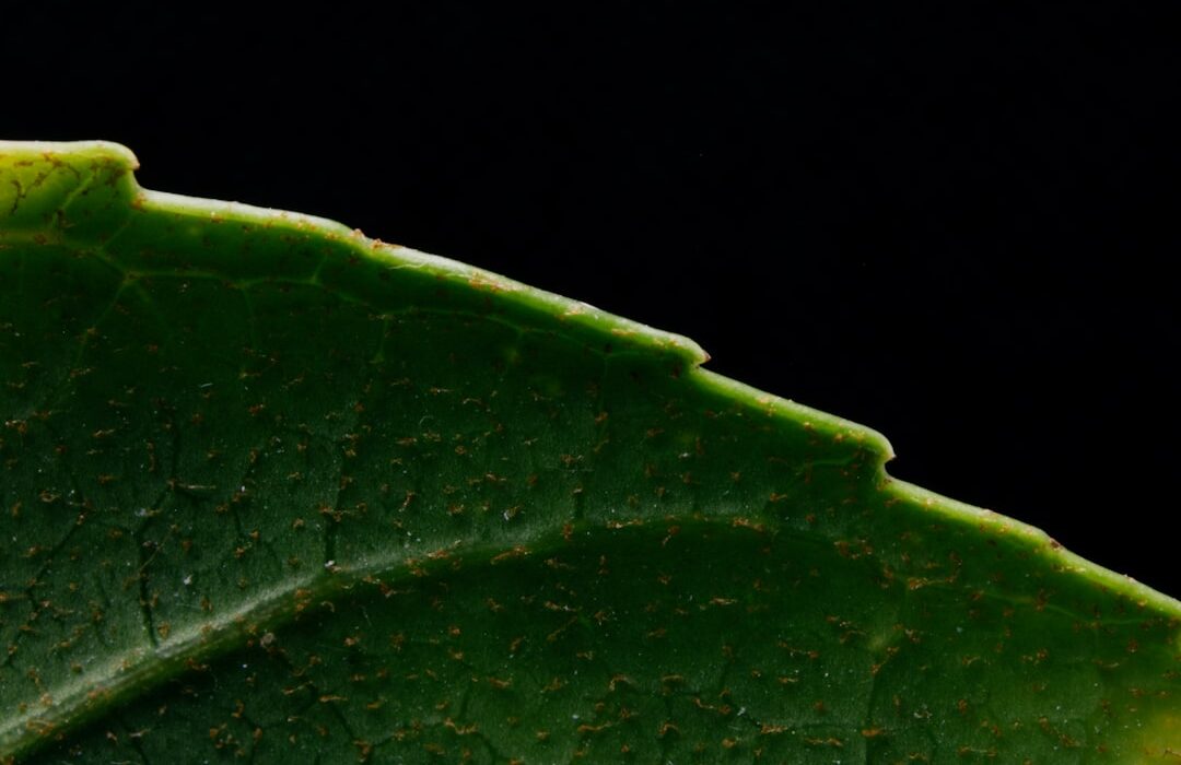 Bacterial Leaf Spot: Identifying and Treating Infections