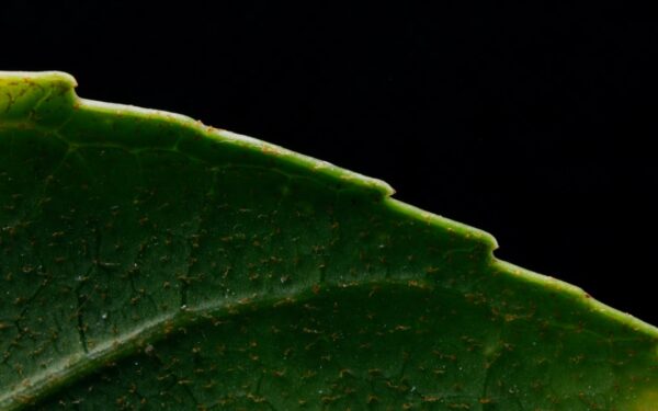Bacterial Leaf Spot: Identifying and Treating Infections