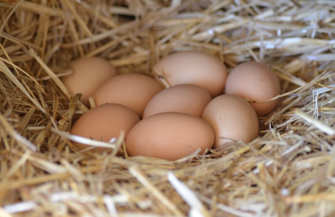 Beginner's Guide to Raising Backyard Chickens