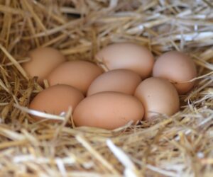 Beginner's Guide to Raising Backyard Chickens