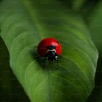 Beneficial Insects: Attracting Garden Allies