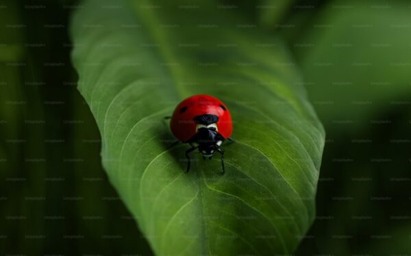 Beneficial Insects: Attracting Garden Allies