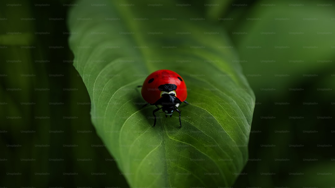 Beneficial Insects for Your Garden: Nature's Pest Control Team
