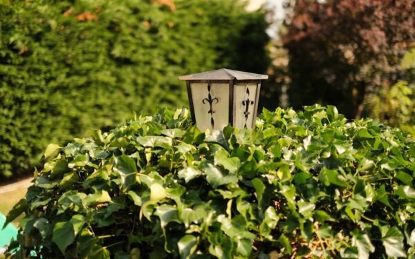 Best Bulbs for Shade Gardens