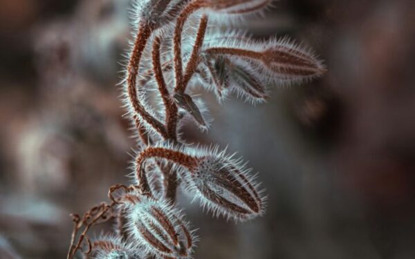 Best Cold-Hardy Succulents for Outdoor Year-Round Growing