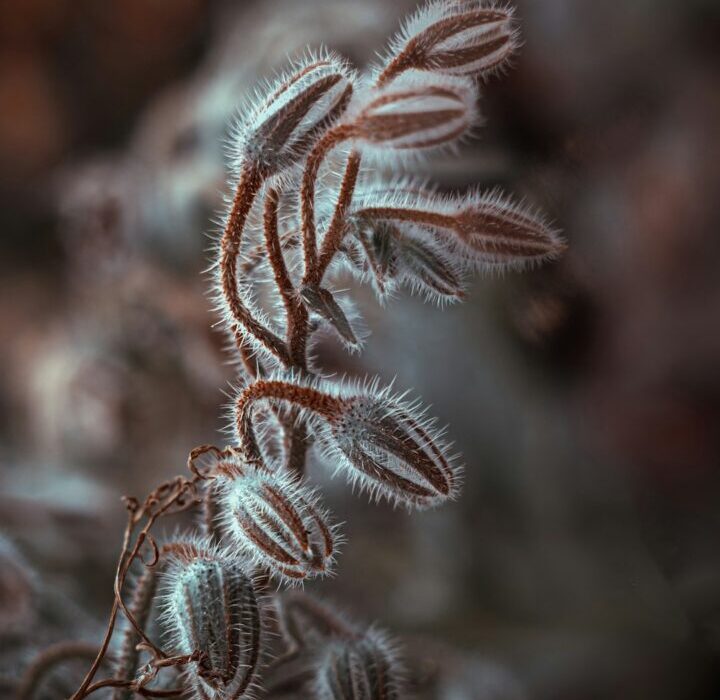 Best Cold-Hardy Succulents for Outdoor Year-Round Growing