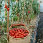 Best Companion Plants for Tomatoes: Proven Pairings That Work