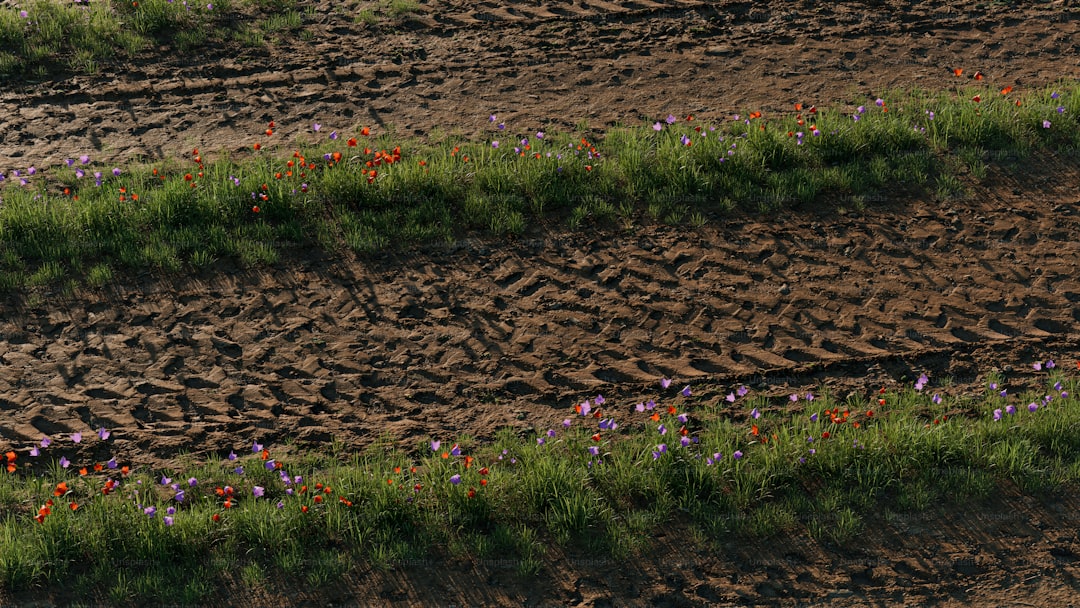 Best Drought-Tolerant Flowers for Water-Wise Gardens