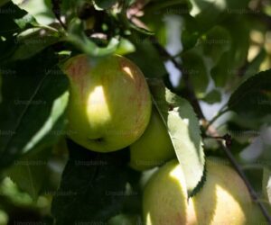 Best Dwarf Fruit Trees for Small Yards and Patio Gardens