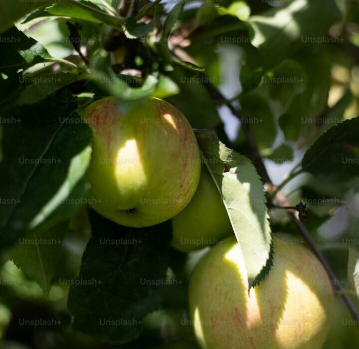 Best Dwarf Fruit Trees for Small Yards and Patio Gardens