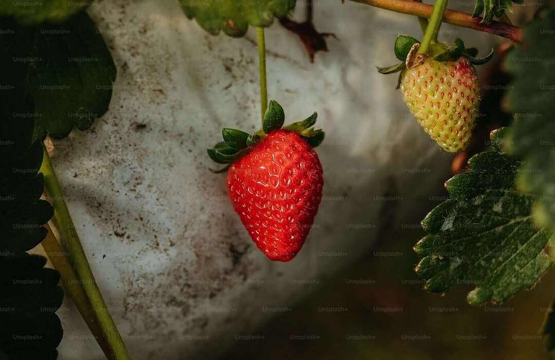 Best Fast-Growing Fruit Plants for Impatient Gardeners