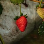 Best Fast-Growing Fruit Plants for Impatient Gardeners